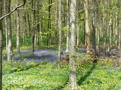 1 Garston Wood